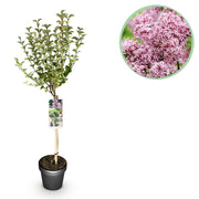 Syringa meyeri Palibin - Terras Plant - Bladverliezend - Winterhard- Paarse Bloem - Pot 19cm Hoogte 90cm