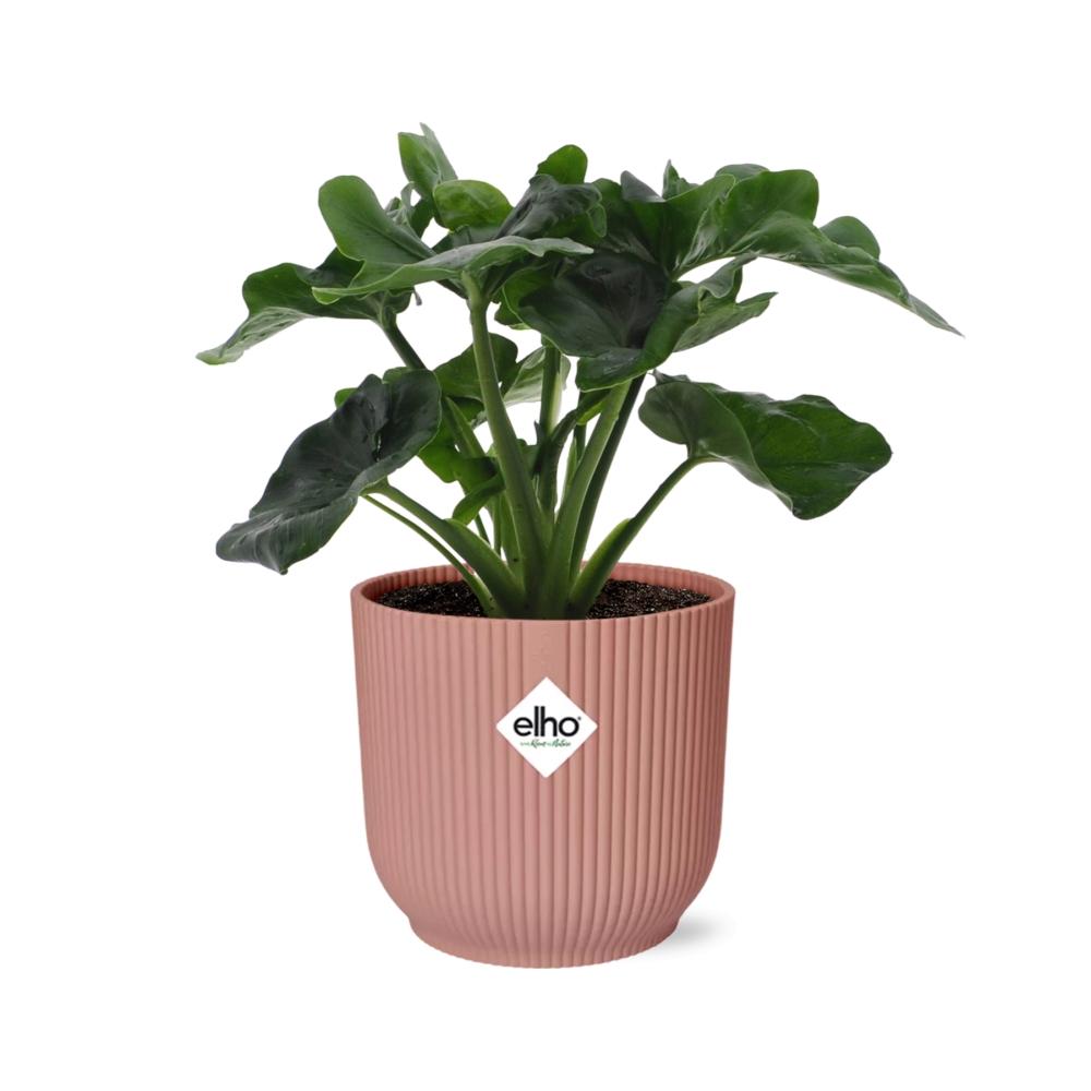 Philodendron Atom in ELHO Vibes Fold 14cm pink