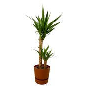 Yucca - ↨100cm - Ø21cm avec étrier Greenville Rond marron D24xH23