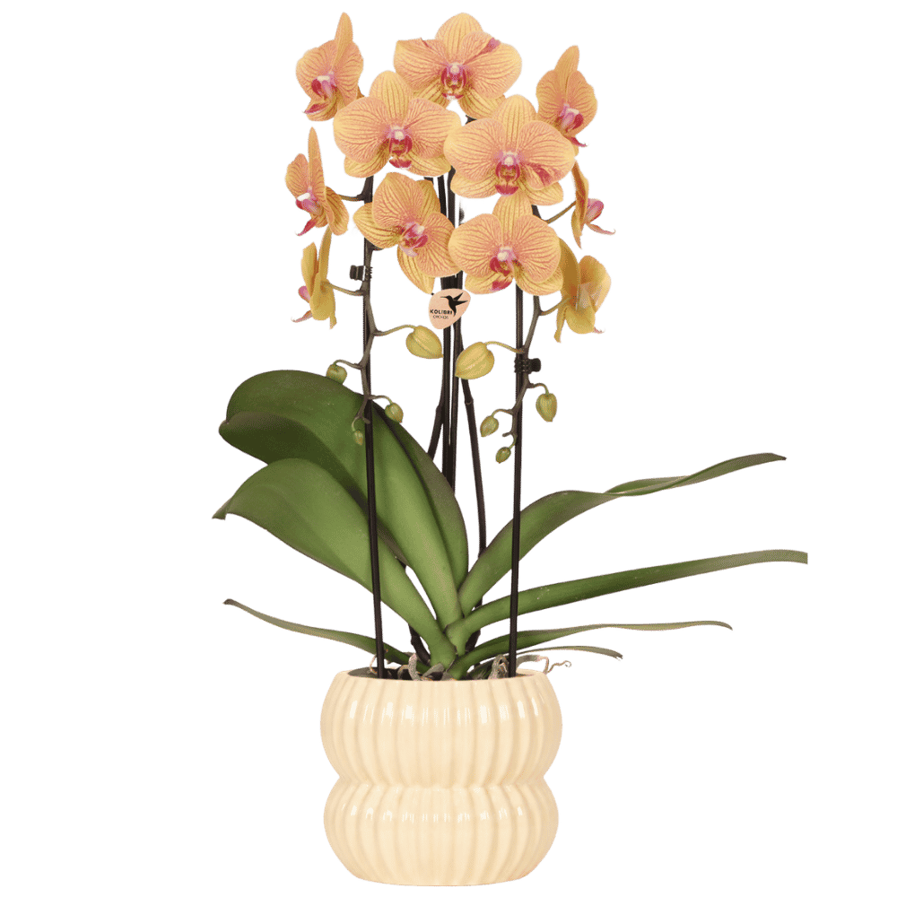 Kolibri Orchids | Oranje Sunny Bunny Niagara Falls orchidee + Horizon sierpot geel – potmaat Ø12cm