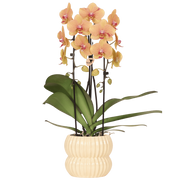 Kolibri Orchids | Oranje Sunny Bunny Niagara Falls orchidee + Horizon sierpot geel – potmaat Ø12cm
