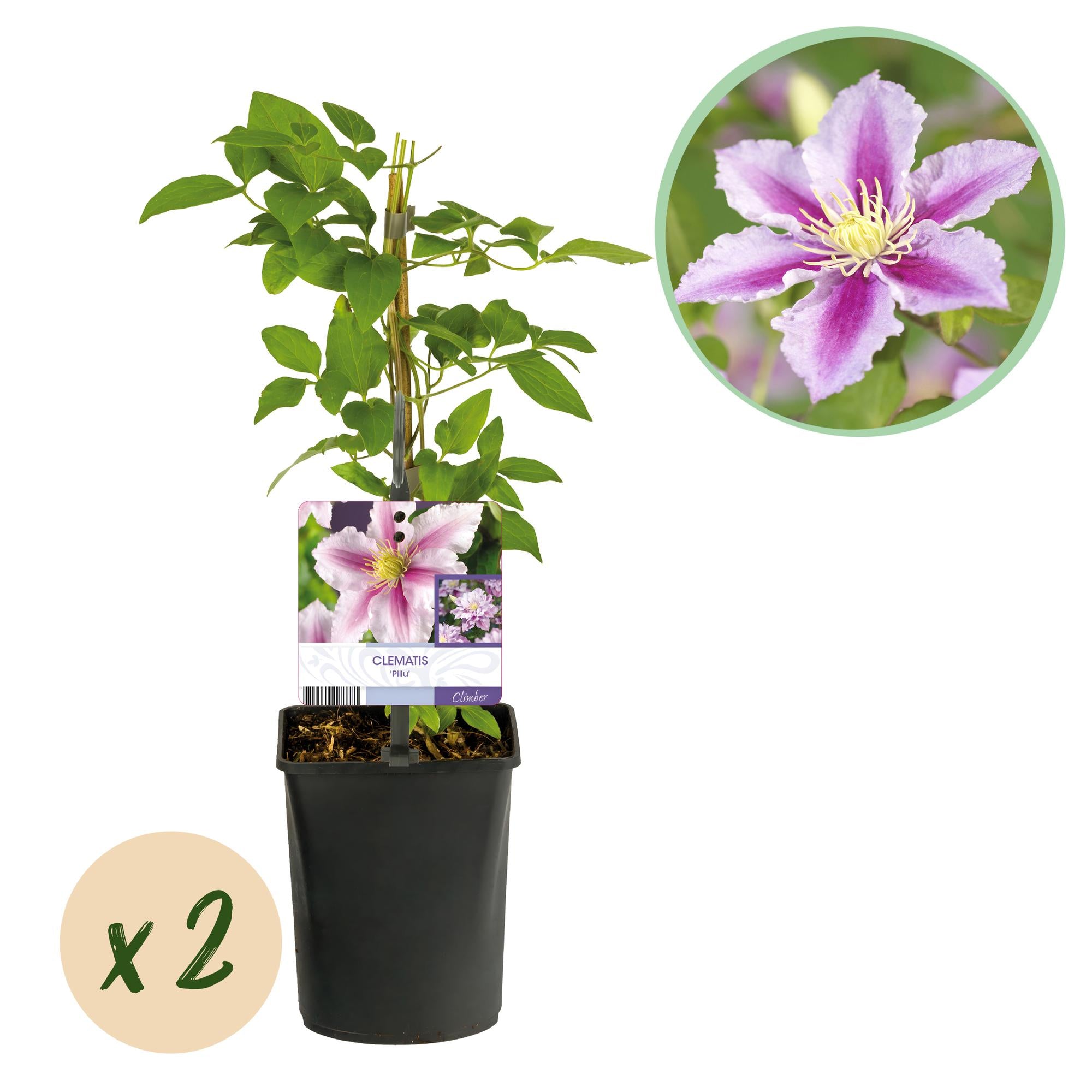 Green boutiQ – Kletterpflanze – Clematis Piilu – Rosa Blüte – Pflegeleicht – 2 Pflanzen – Topf 11 cm, Höhe 40 cm