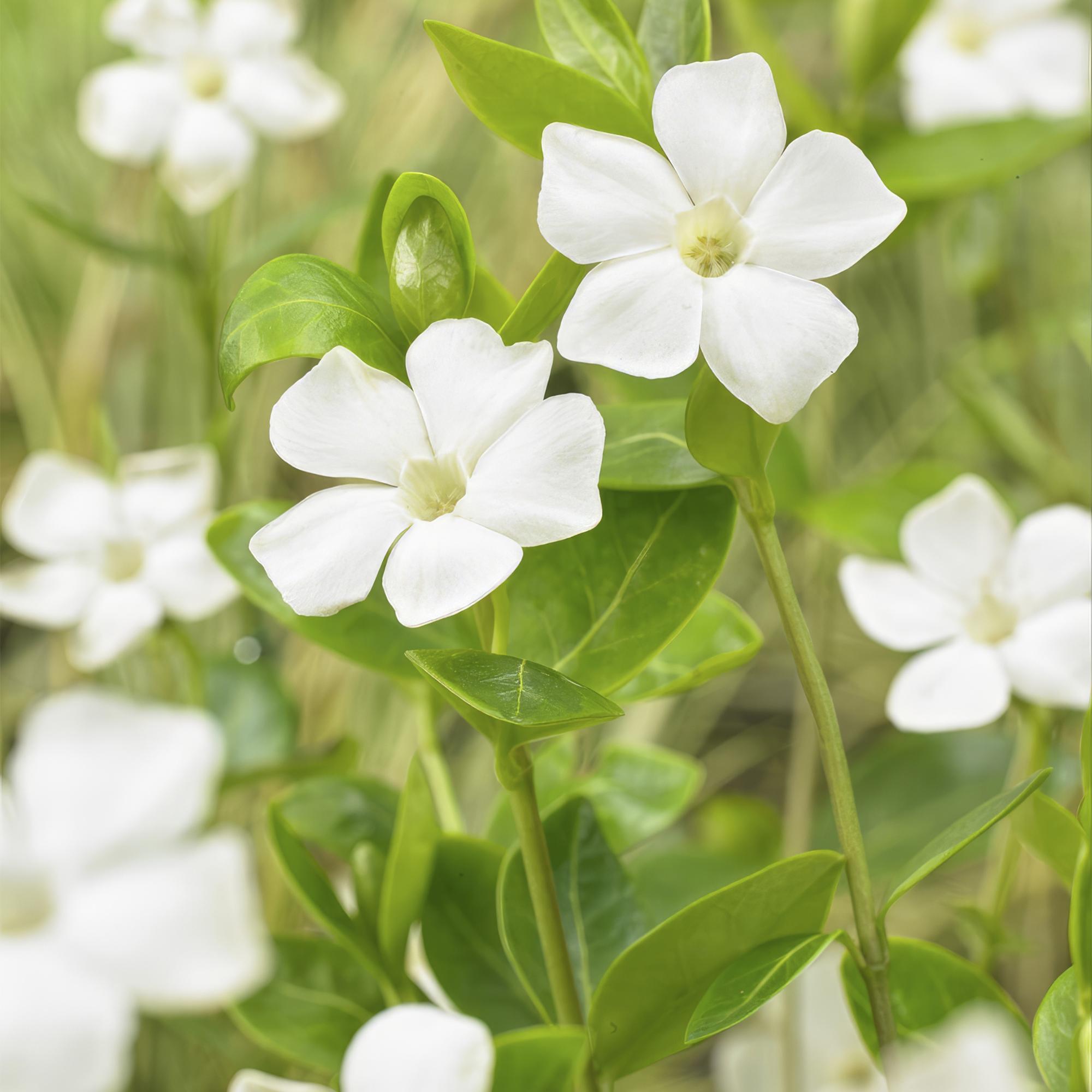 60x Vinca major 'Alba' - ↕10-25cm - Ø9cm