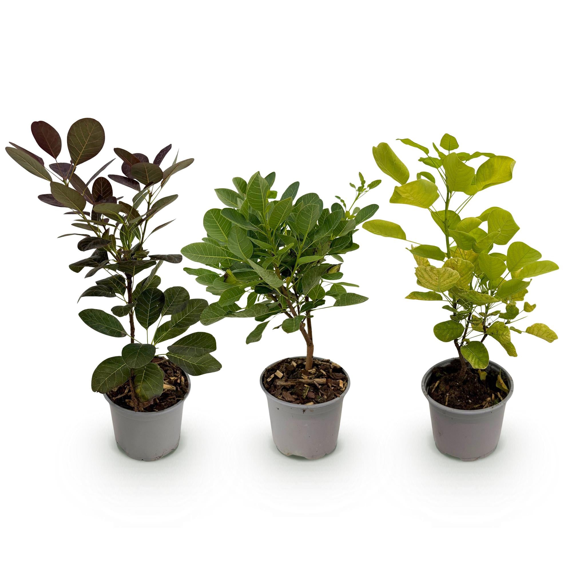 Cotinus coggyria Tricolour - Paars-Groen-Geel - 3 Planten - Bladverliezend - Weinig Onderhoud - Pot 12cm Hoogte 35cm