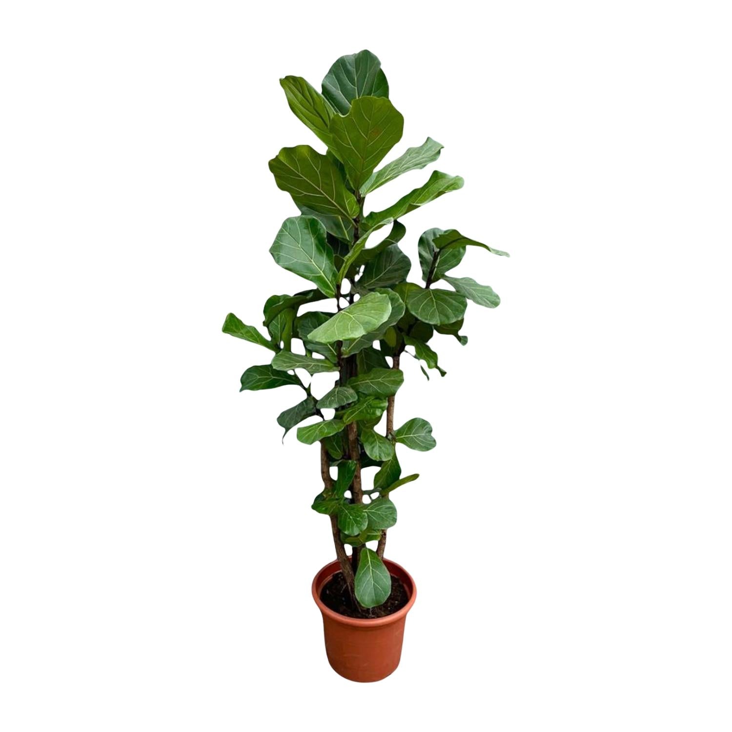 Ficus Lyrata verzweigt XXL - 220 cm - ø40
