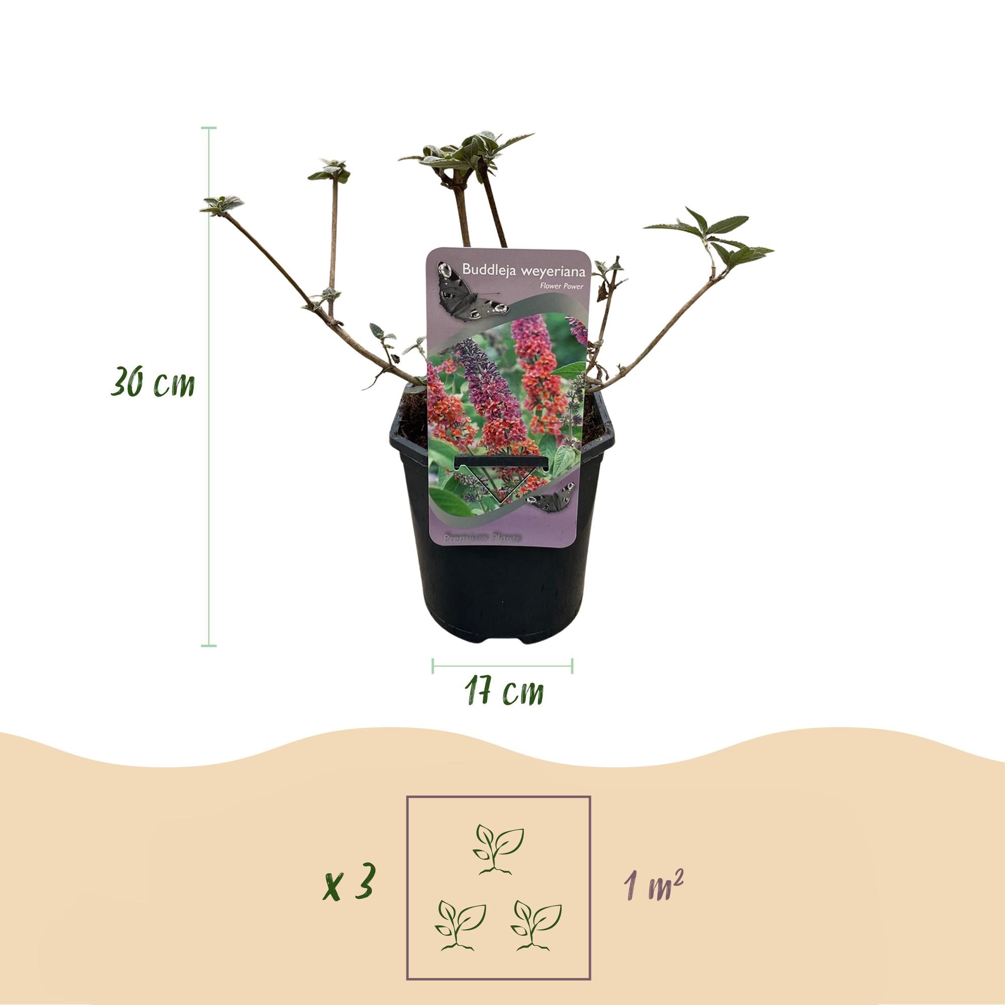 Green boutiQ – Schmetterlingsstrauch (Buddleja davidii Flower Power) – Blütenfarbe Orange-Lila – 3 Pflanzen – 1 m² – Laubabwerfend – Schmetterlingsfreundlich – Topf: 17 cm, Höhe: 30 cm