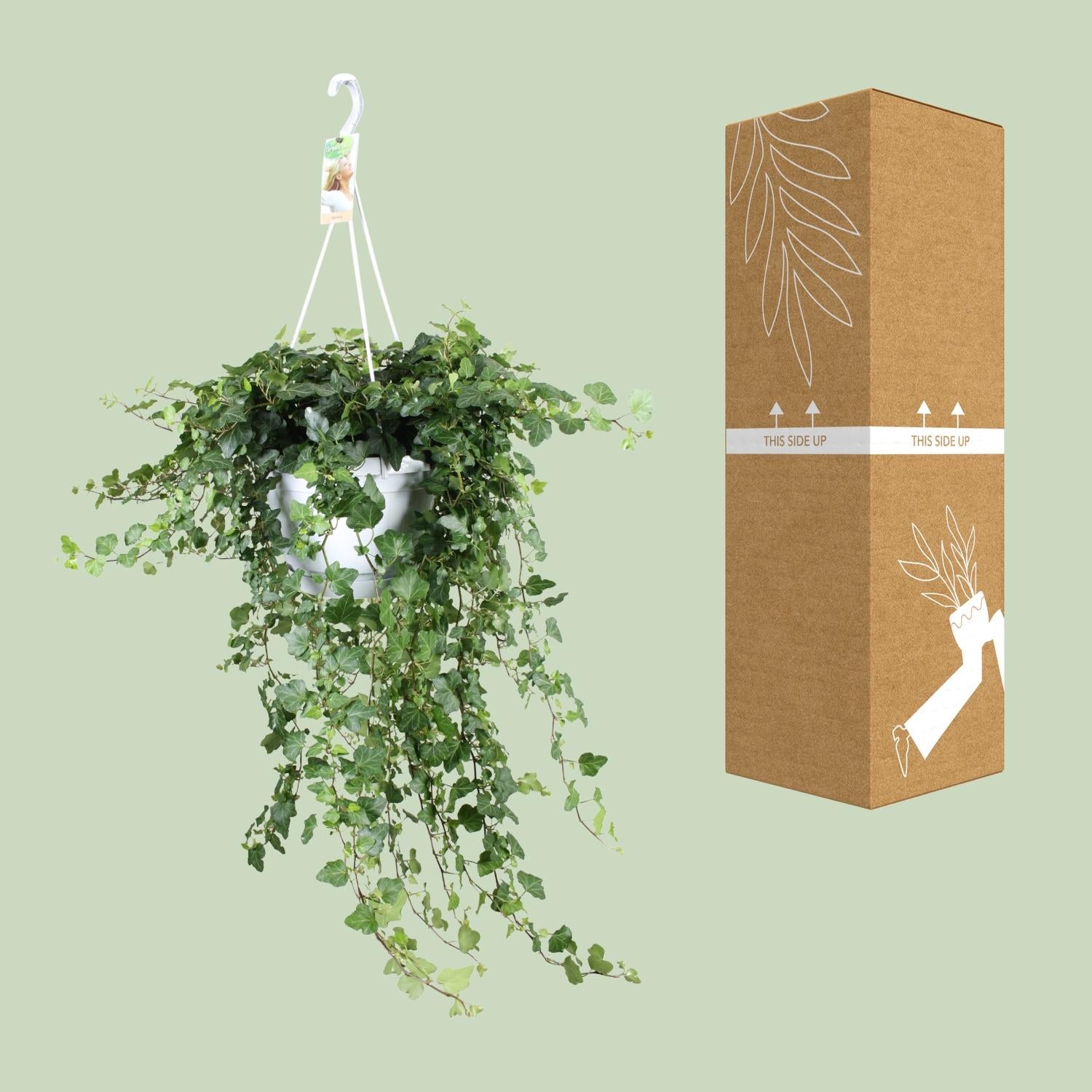 Hedera Wonder Verde - Ø24cm - ↕70cm - Ø24 - ↨70cm
