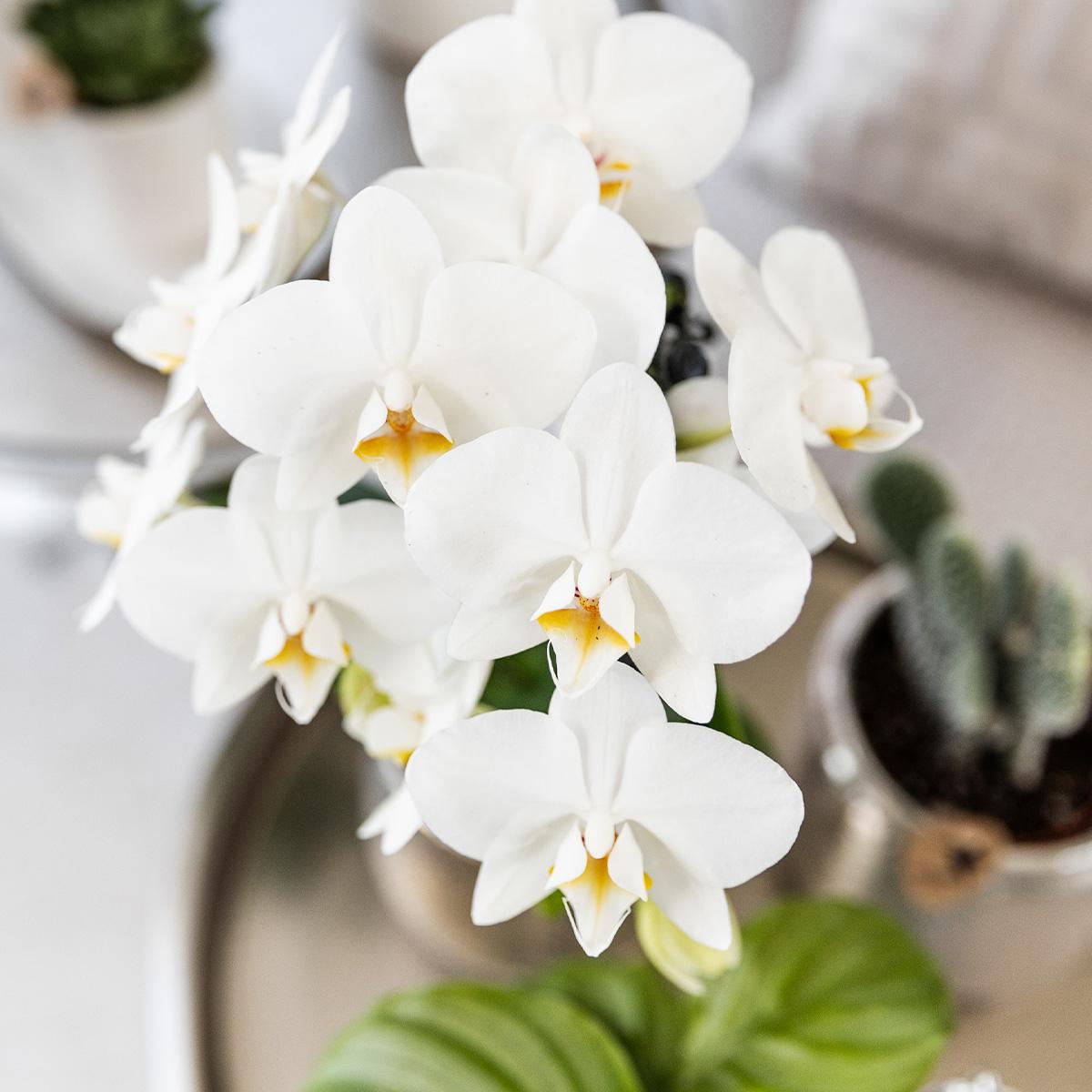 Orchidée Kolibri | Orchidée Phalaenopsis blanche - Amabilis + Pot Elite argenté - Diamètre du pot : 9 cm - Hauteur : 35 cm | Plante d'intérieur fleurie - Directement du producteur