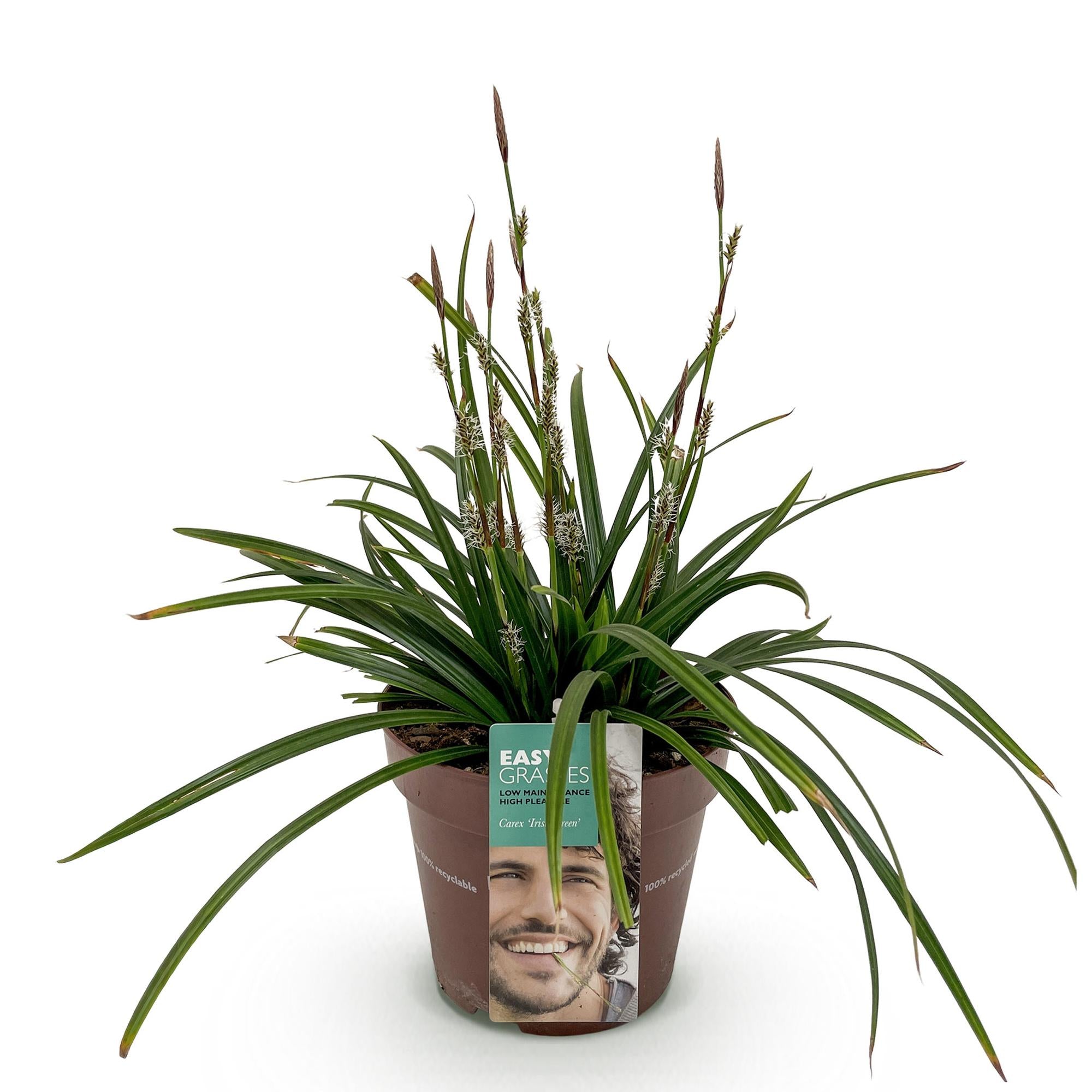 Carex morrowii Irish Green - Groen & Geel - 1 Plant - Groenblijvend - Winterhard - Pot 17cm Hoogte 50cm