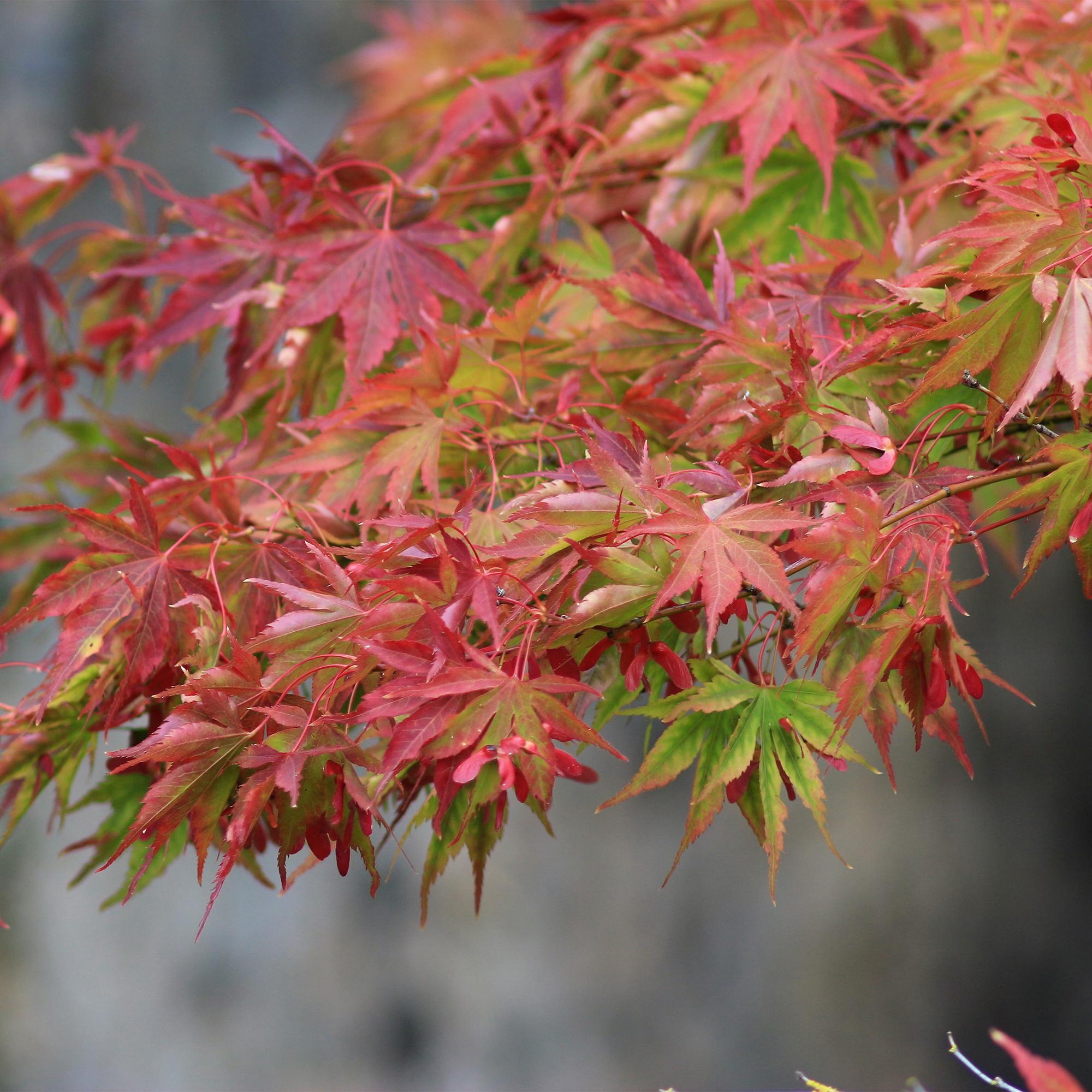 Green boutiQ - Pianta da patio - Acero giapponese - Acer palmatum Beni Maiko - Rosso - 1 pianta - Decidua - Vaso 19 cm Altezza 70 cm