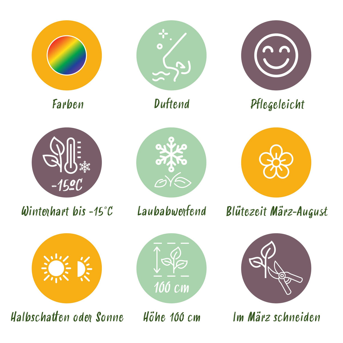 Borderpakket - Geurend - Diversen - Soorten en kleuren - 12 Planten - Pot 11cm - Hoogte 15-25cm
