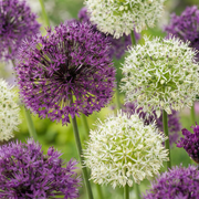 60 bulbes d'Allium violet et blanc - Mélange d'oignons ornementaux violet et blanc - Floraison estivale - Calibre 10/12
