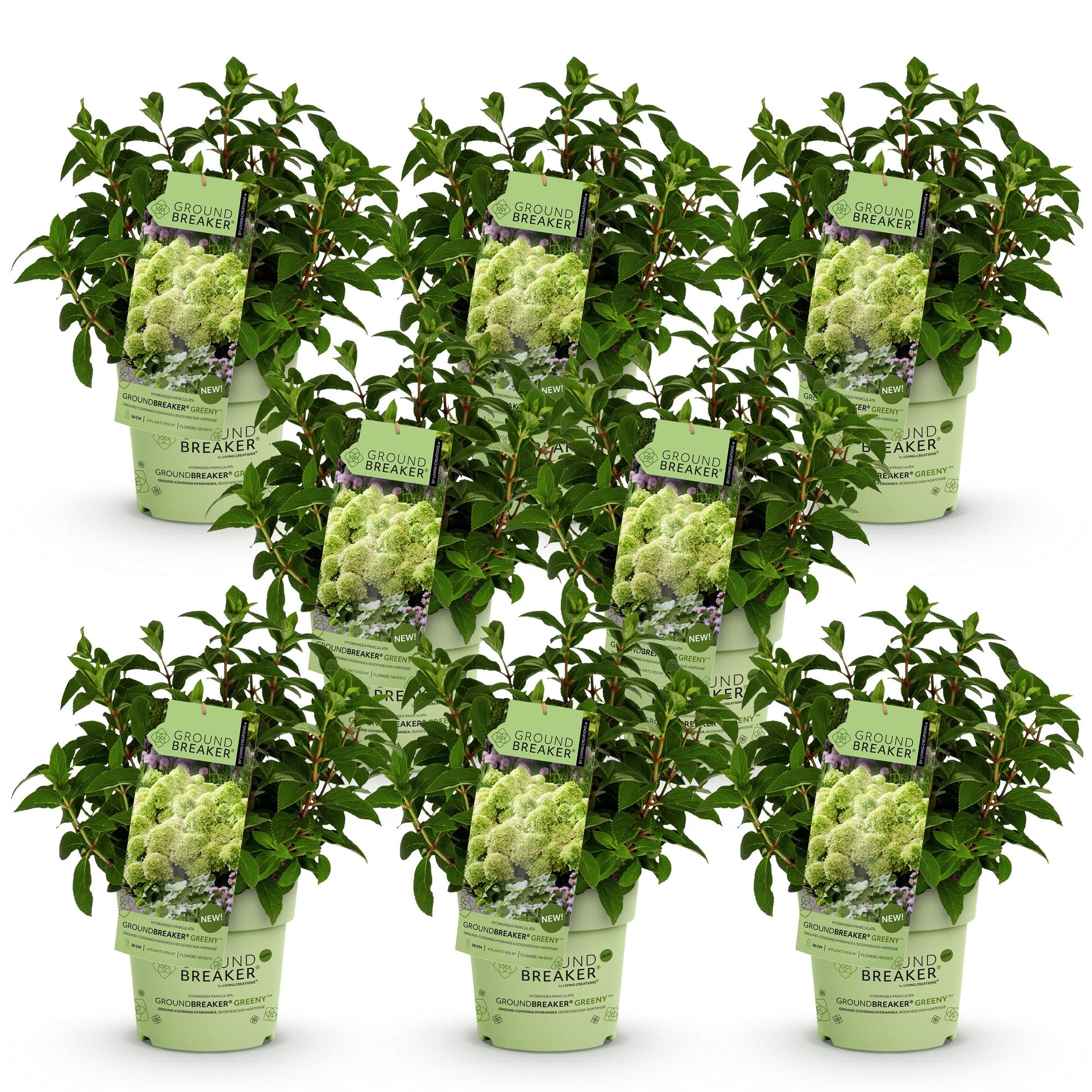 Hydrangea panniculata Groundbreaker Greeny - Pluimhortensia - Winterhard - Creme - 8 Planten - Pot 14cm -Hoogte 20-25cm