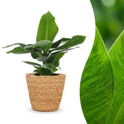 Musa Oriental Dwarf - Dwergbanaan - met Mand - Pot 12cm - Hoogte 30cm