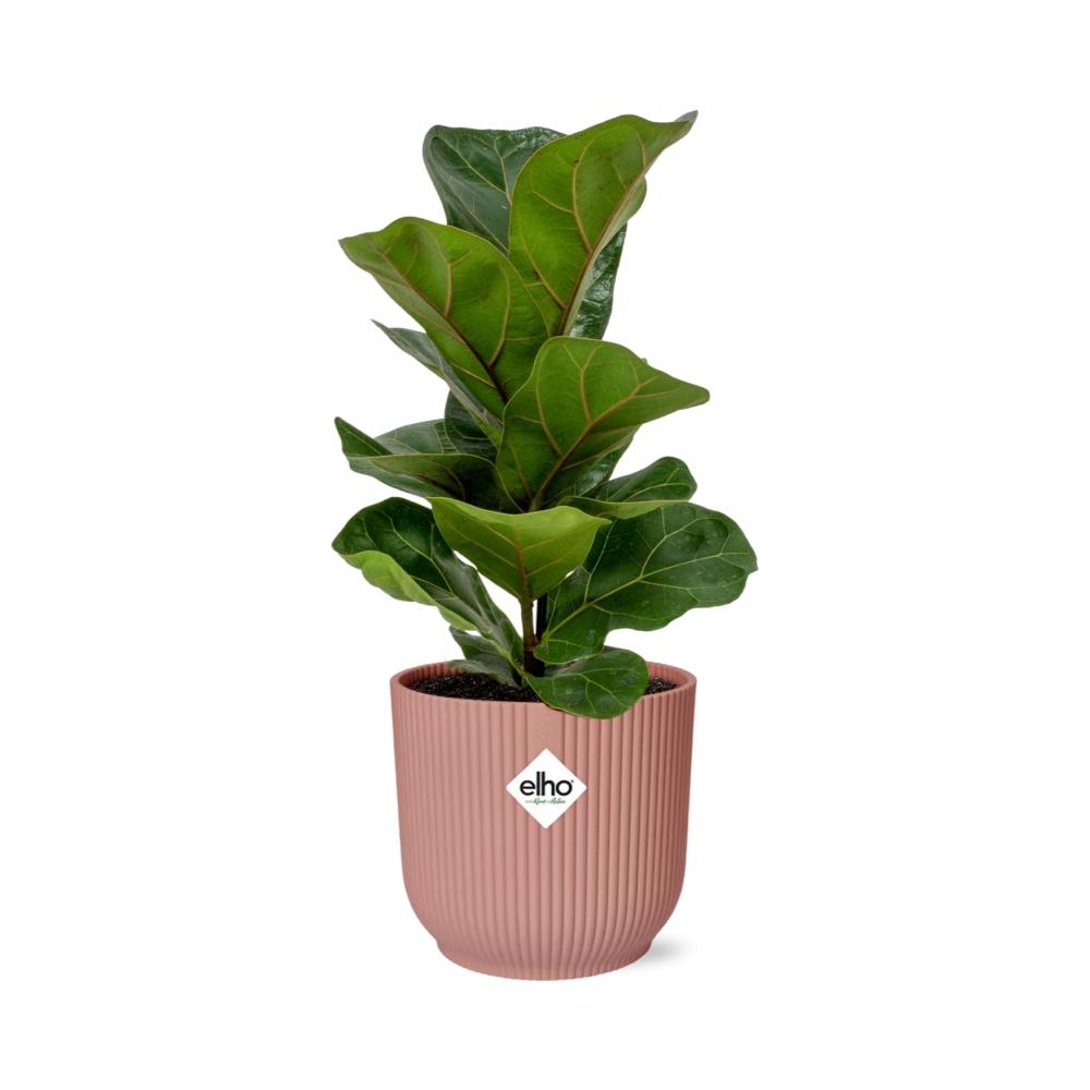 Ficus lyrata 'Bambino' en pot ELHO Vibes Fold 14 cm rose