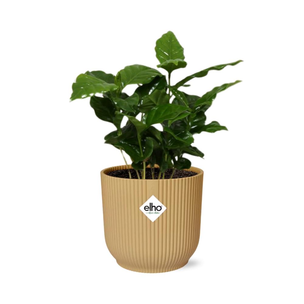 Café Arabica ELHO Vibes Fold 14cm jaune
