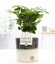 Coffea Arabica In P&PURE Illusion Cer. - Ø12cm - ↕20cm