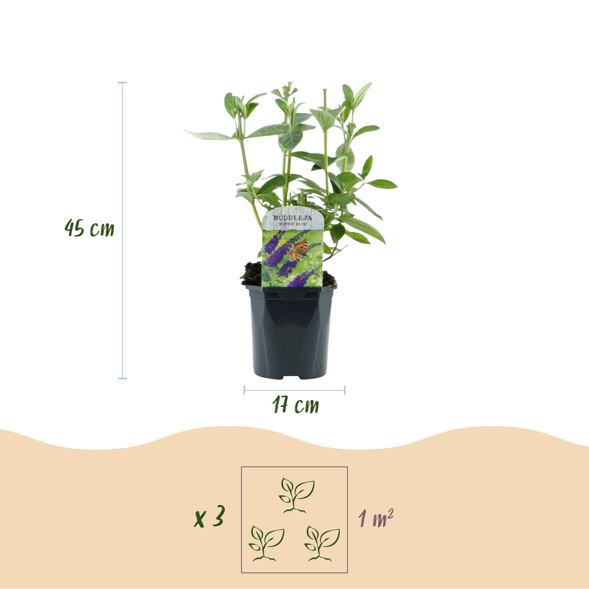Buddleja davidii Empire Blue - Vlinderstruik - Winterhard - Blauw - 3 Planten - Pot 17cm - Hoogte 45cm