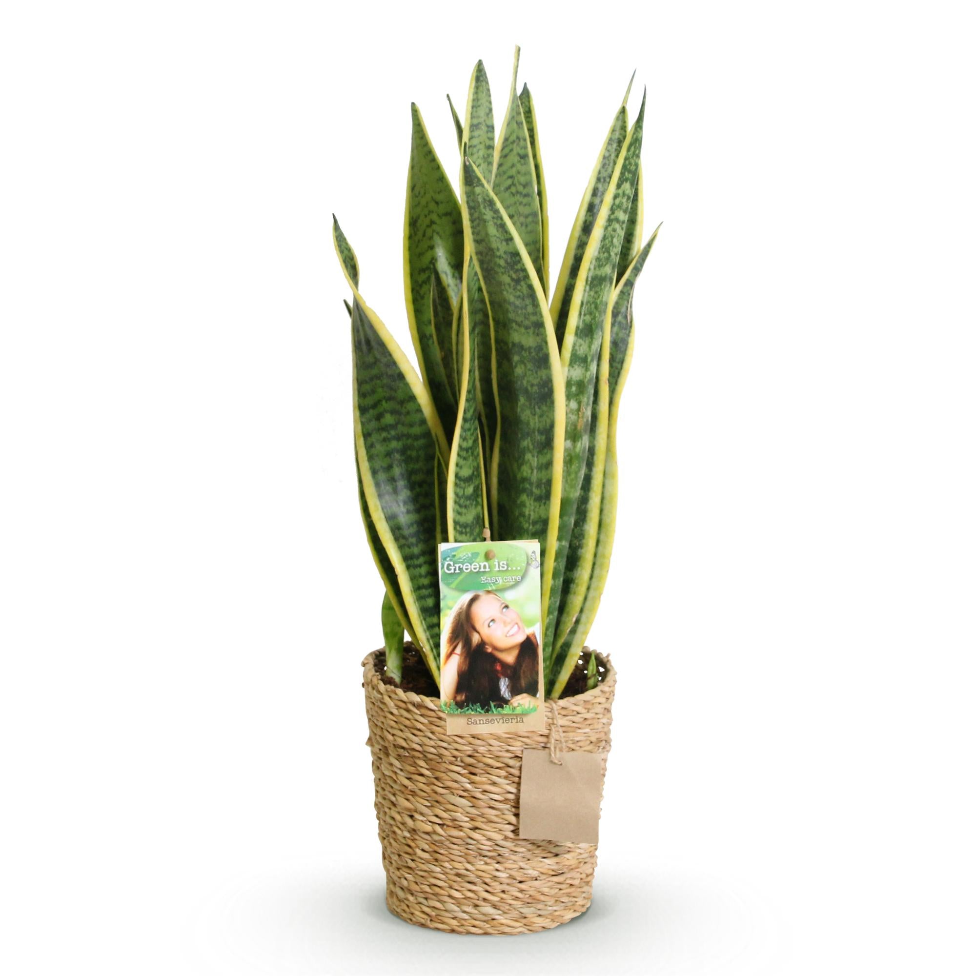Sansevieria Laurentii - Vrouwentong - Weinig onderhoud - met mand - Groen - 1 Plant - Pot 17cm - Hoogte 60-70cm