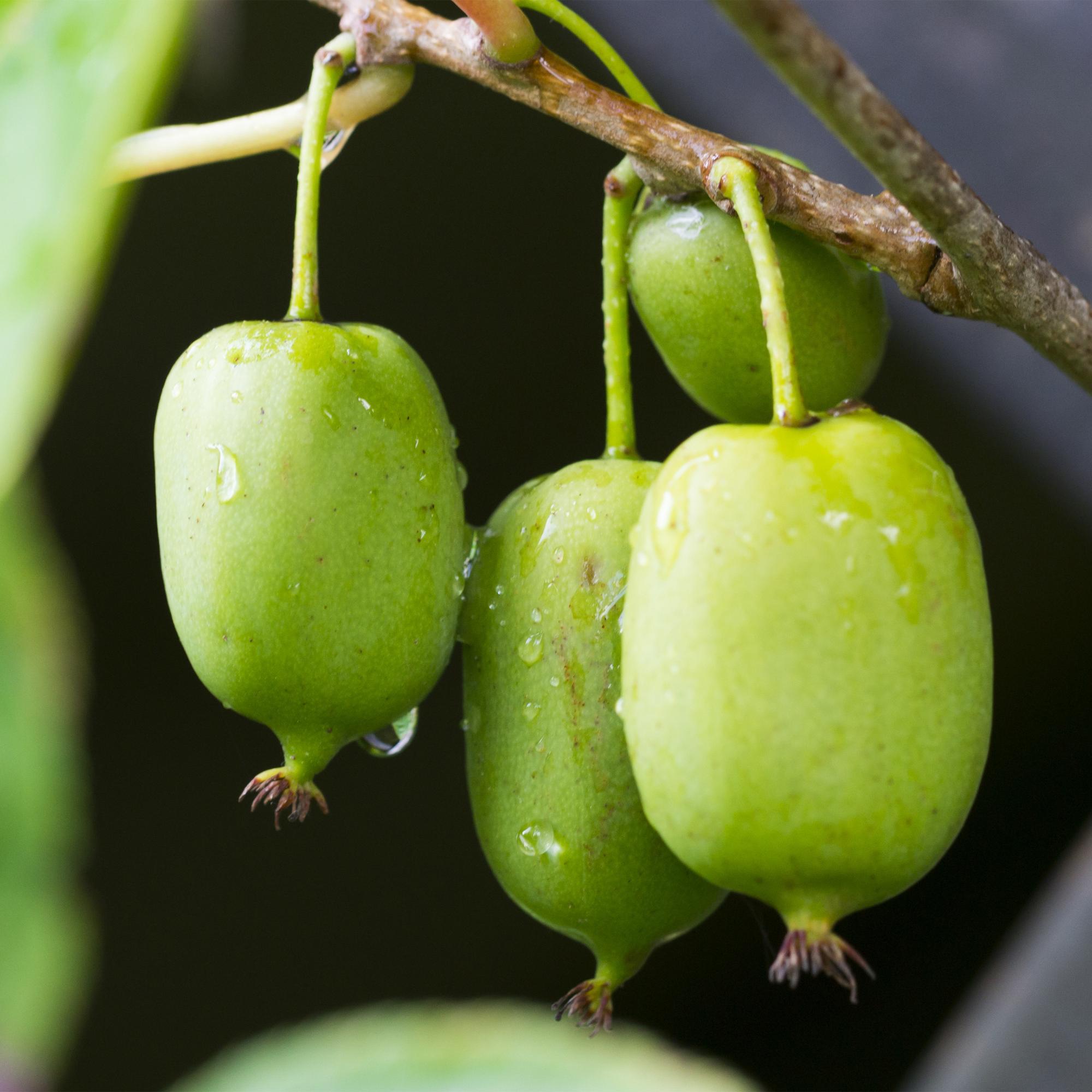 Kiwi - Actinidia arguta Issai - Groene Vrucht - 2 planten -  Pot 11cm Hoogte 40cm