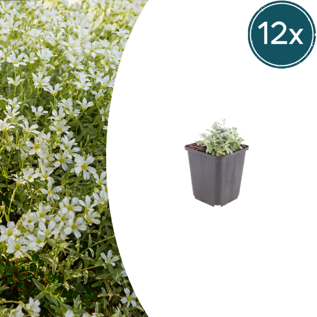 12x Cerastium tomentosum - ↕10-25cm - Ø9cm