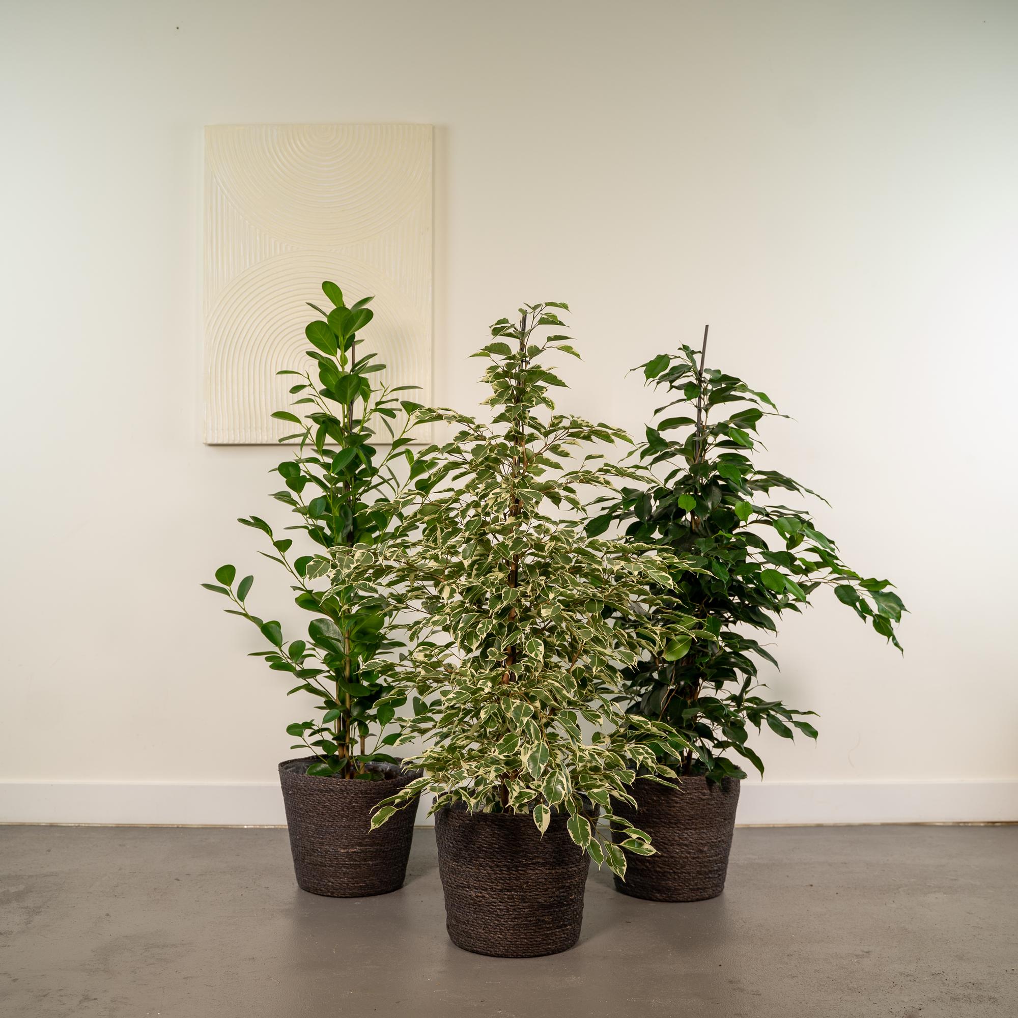 Ficus Benjamina Danielle - Ø21cm - ↕95cm + Ficus Benjamina Twilight - Ø21cm - ↕95cm + Ficus Microcarpa Moclame - Ø21cm - ↕95cm + Basket Igmar