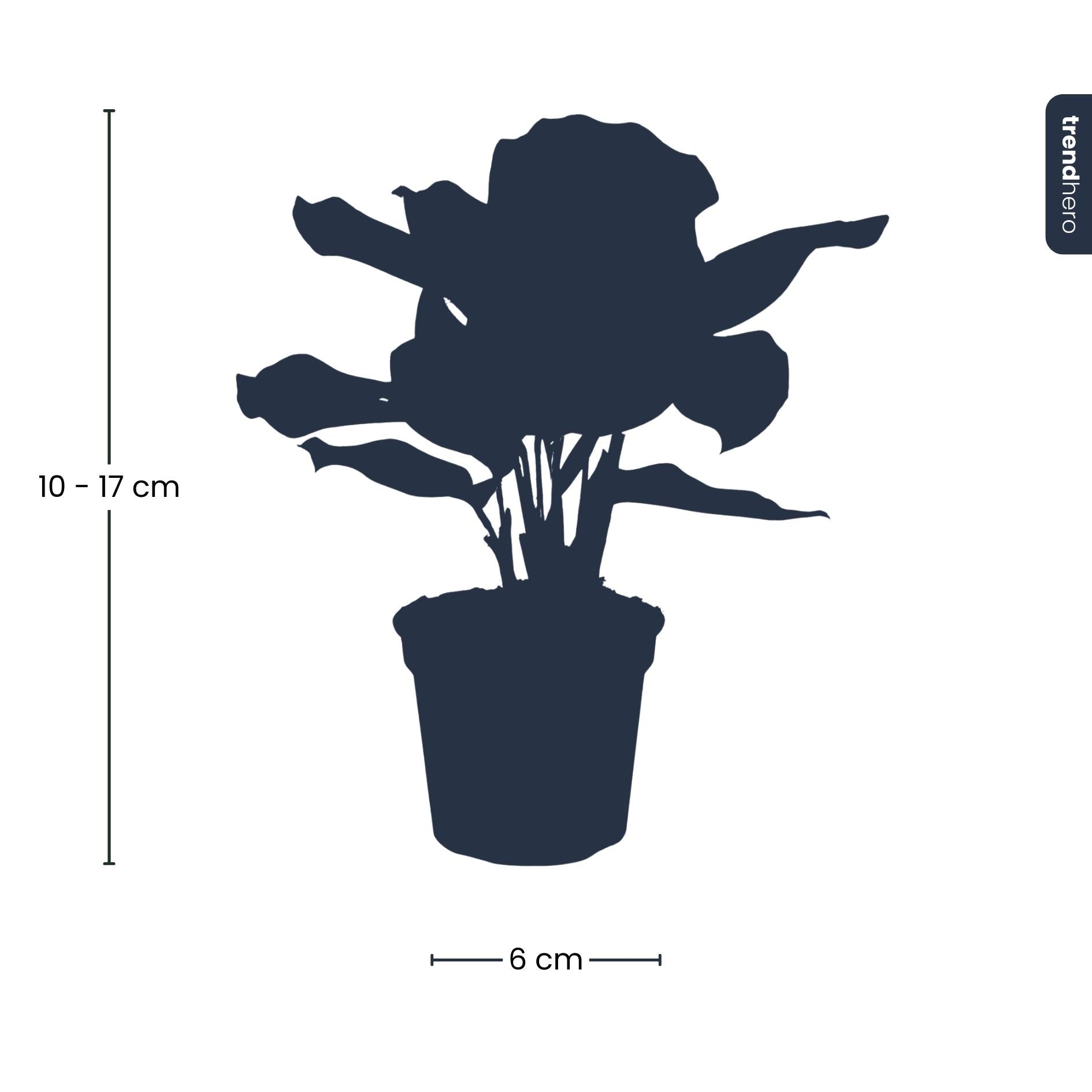 Calathea Makoyana - Plante Paon - Plante pour Terrarium - Pot de 6 pouces