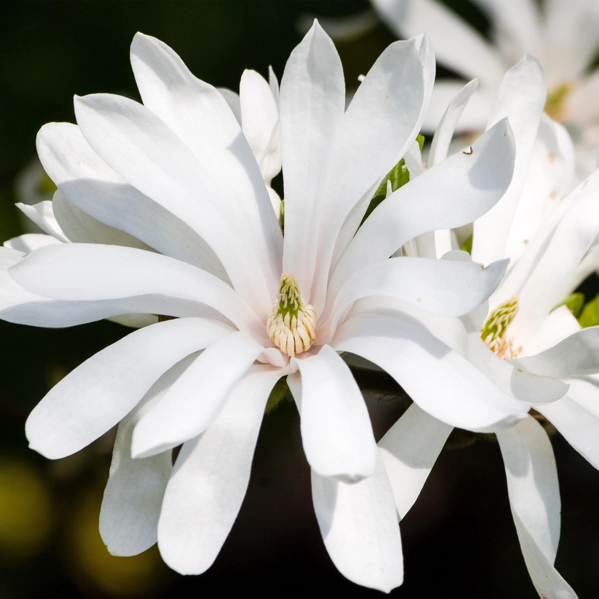 Magnolia stellata Royal Star - Bloem Wit - 1 Plant - Bladverliezend - Weinig Onderhoud - Pot 12cm Hoogte 30cm