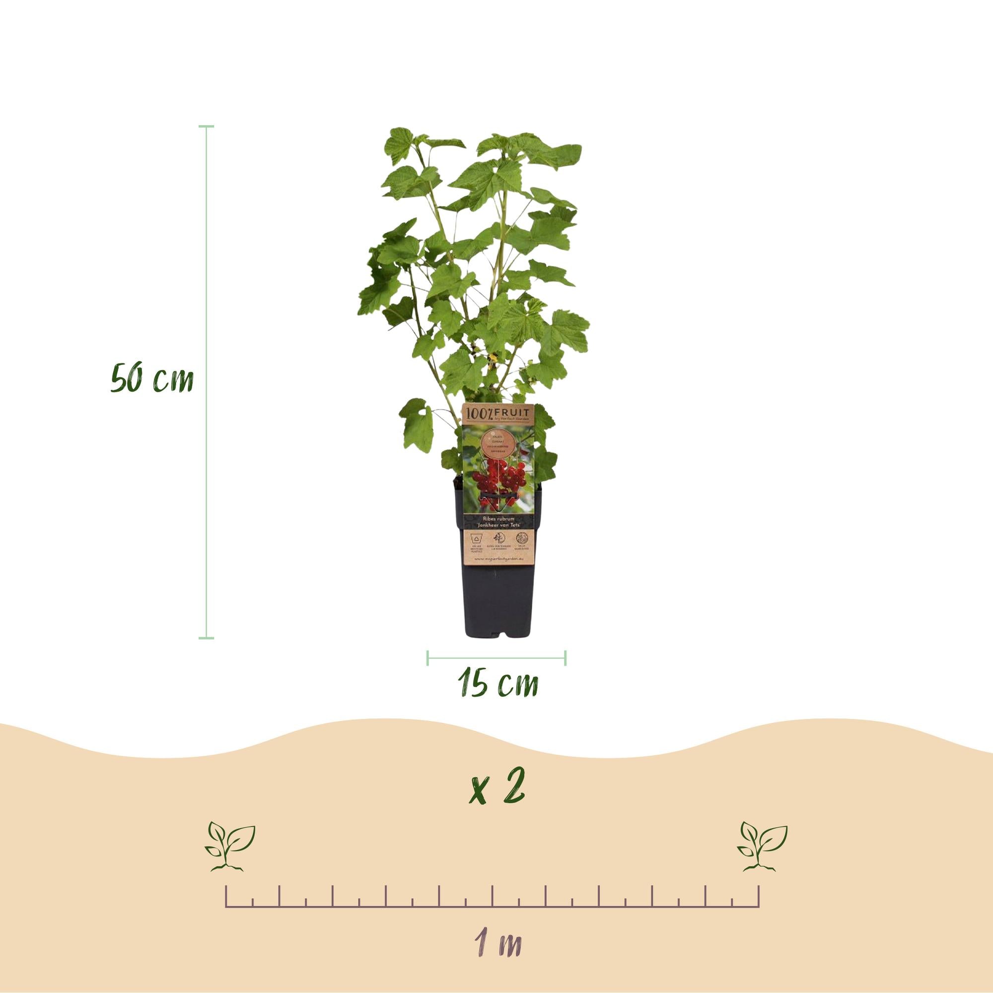 Ribes rubrum Jonkheer van Tets - Bessenplant - Winterhard - Rode Bes - 2 Planten - Pot 15cm - Hoogte 50cm
