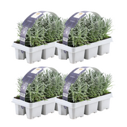 Lavendel angustifolia - 24 x Ø7 cm - ↕15 cm