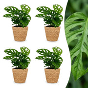 Monstera Adansonii - Rhaphidophora Tetrasperma - 4x - met Mand - Pot 12cm - Hoogte - 25cm