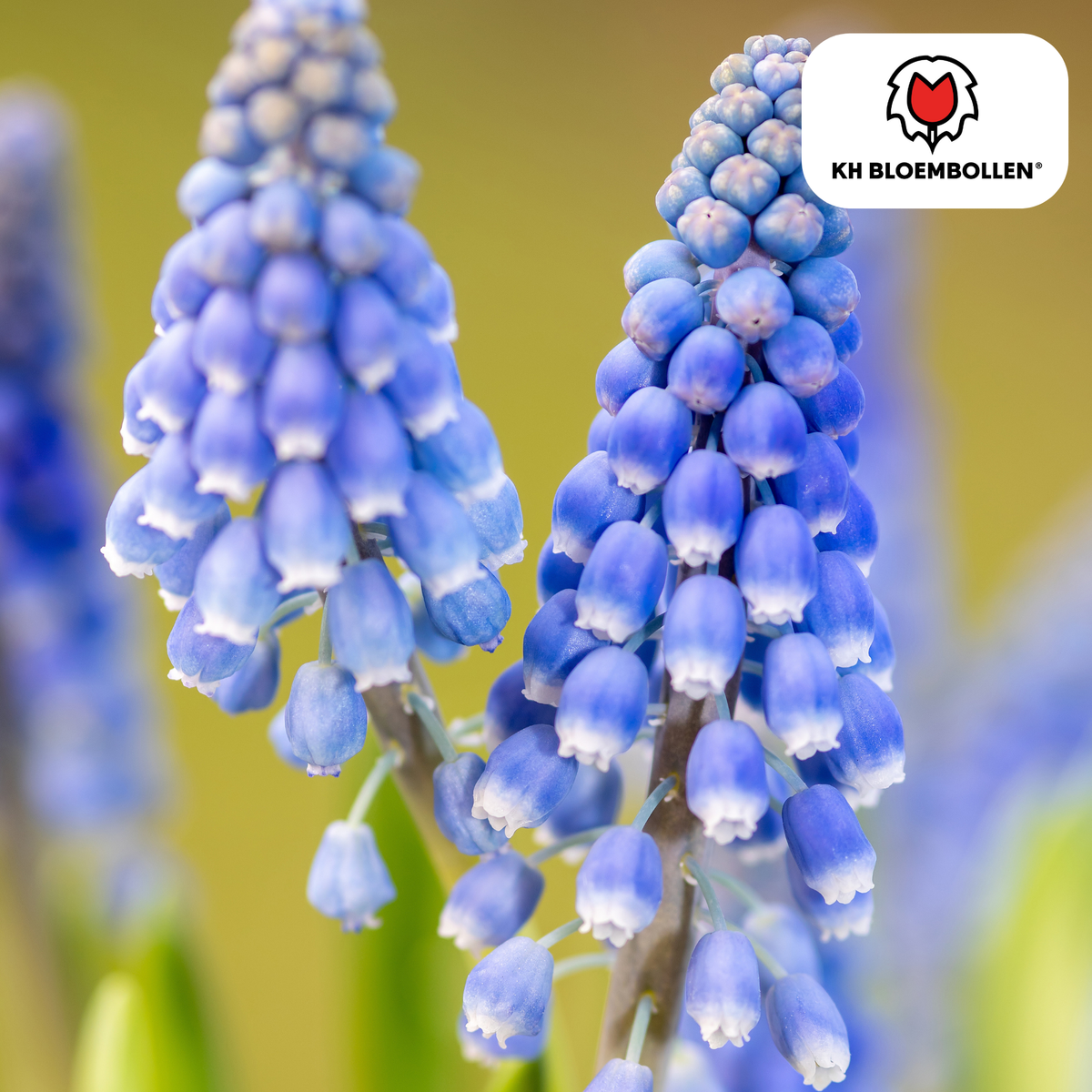 Muscari Bleu Moon 20 stk.