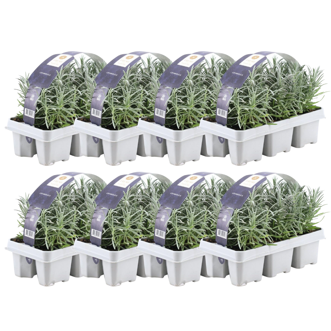 8 x 6er-Packung Lavendel angustifolia – Ø 7 cm – ↕ 15 cm