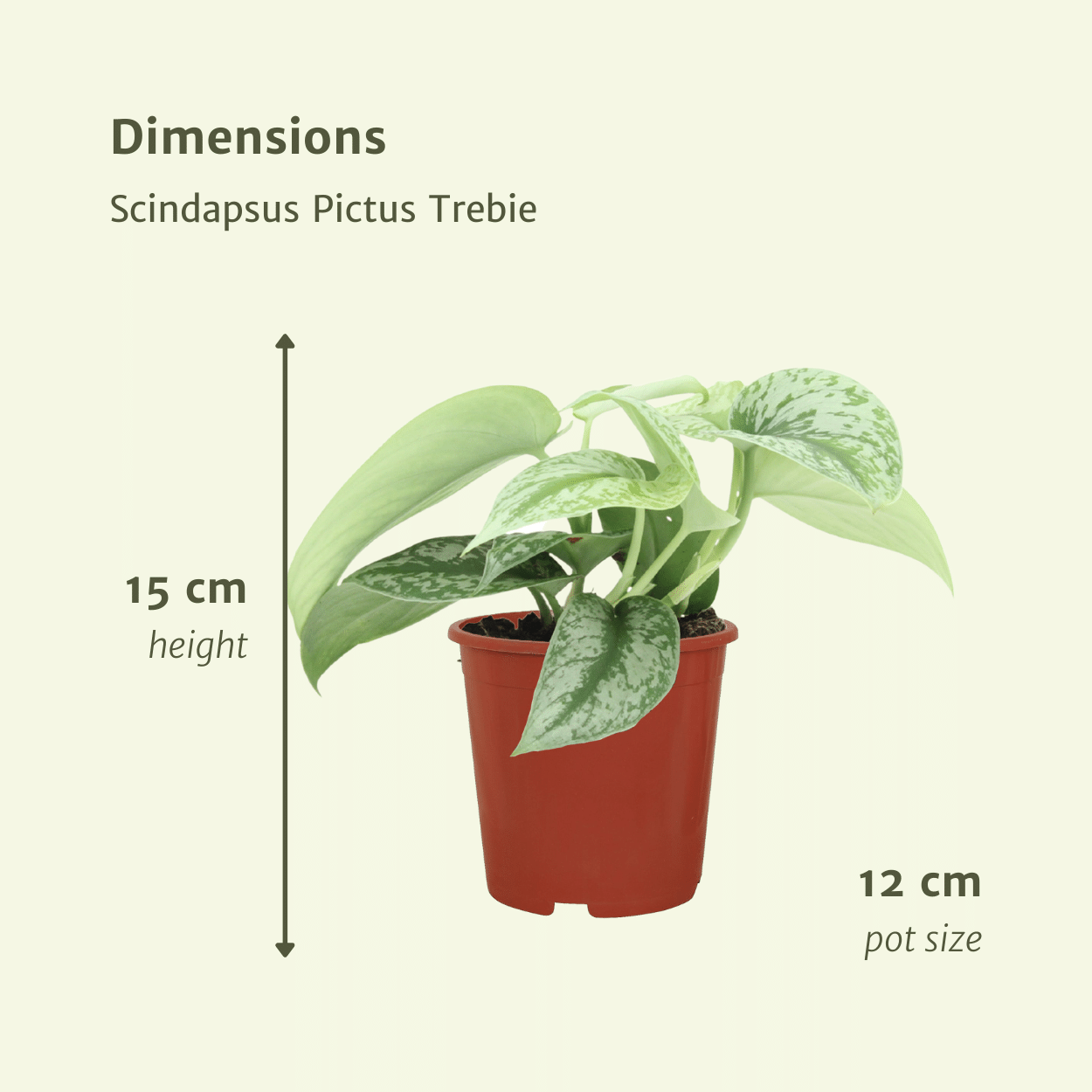 Scindapsus Pictus Trebie (Epipremnum) - 2 pièces - Ø12cm - ↕15cm