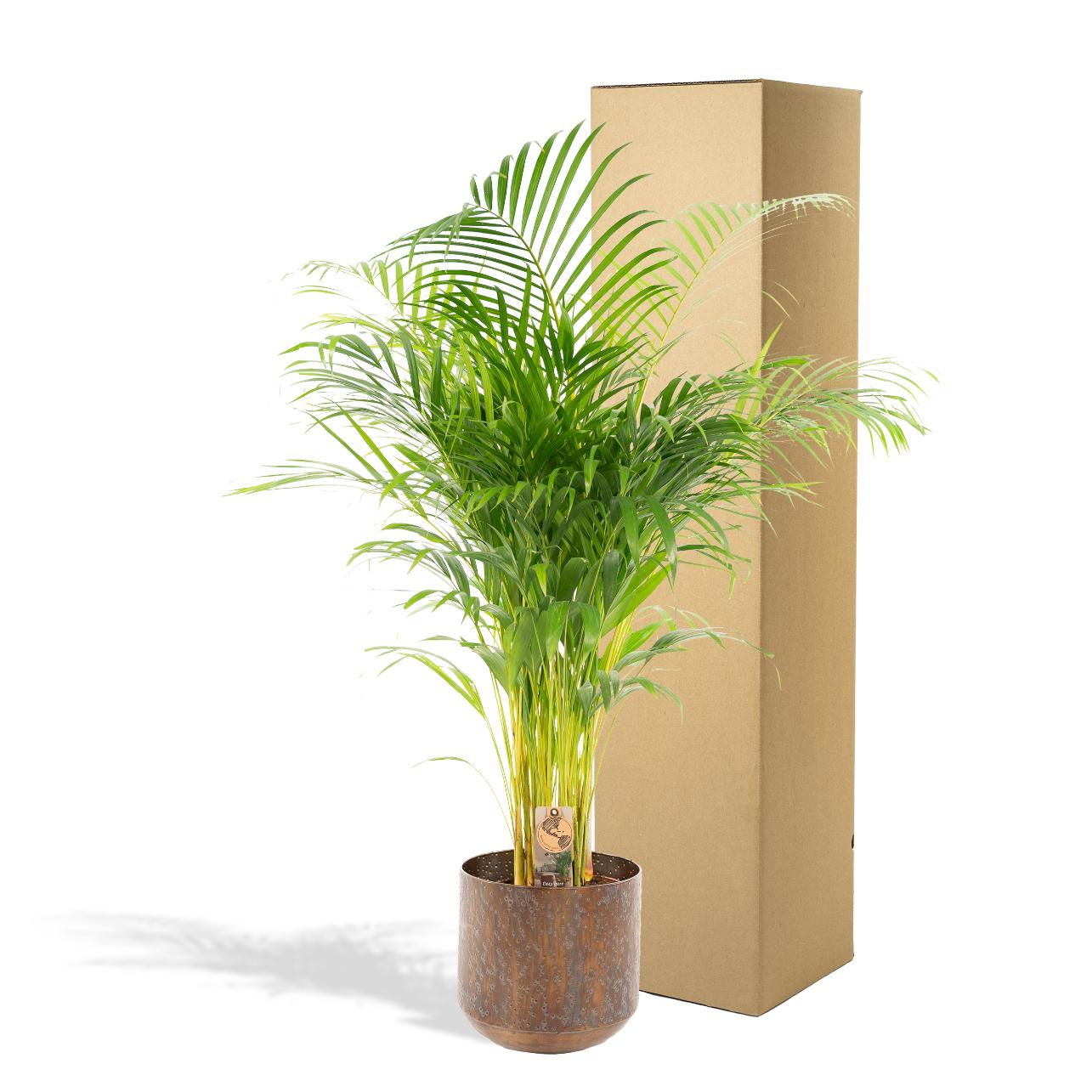 Palma Areca con vaso - ↨130cm - Ø24cm