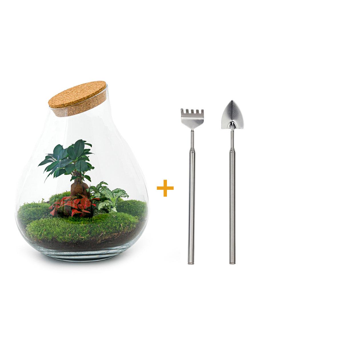 DIY-Terrarium – Drop XL Bonsai – ↕ 37 cm – Rechen + Schaufel