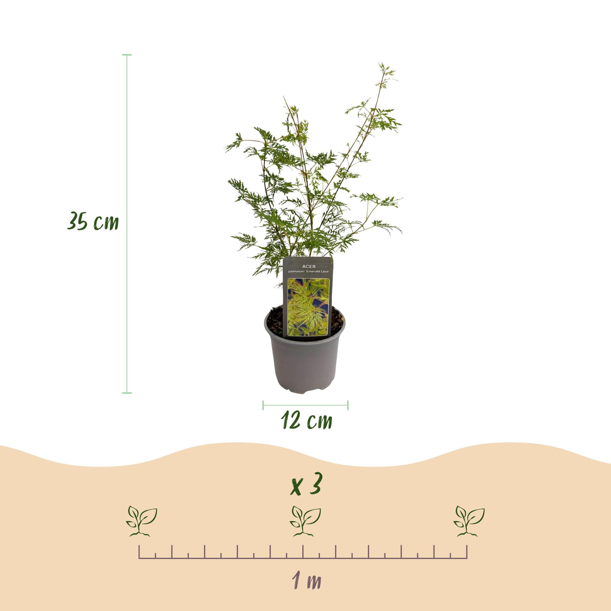 Acer palmatum Emerald Lace - Groen - 3 Planten - Bladverliezend - Weinig Onderhoud - Pot 12cm Hoogte 35cm