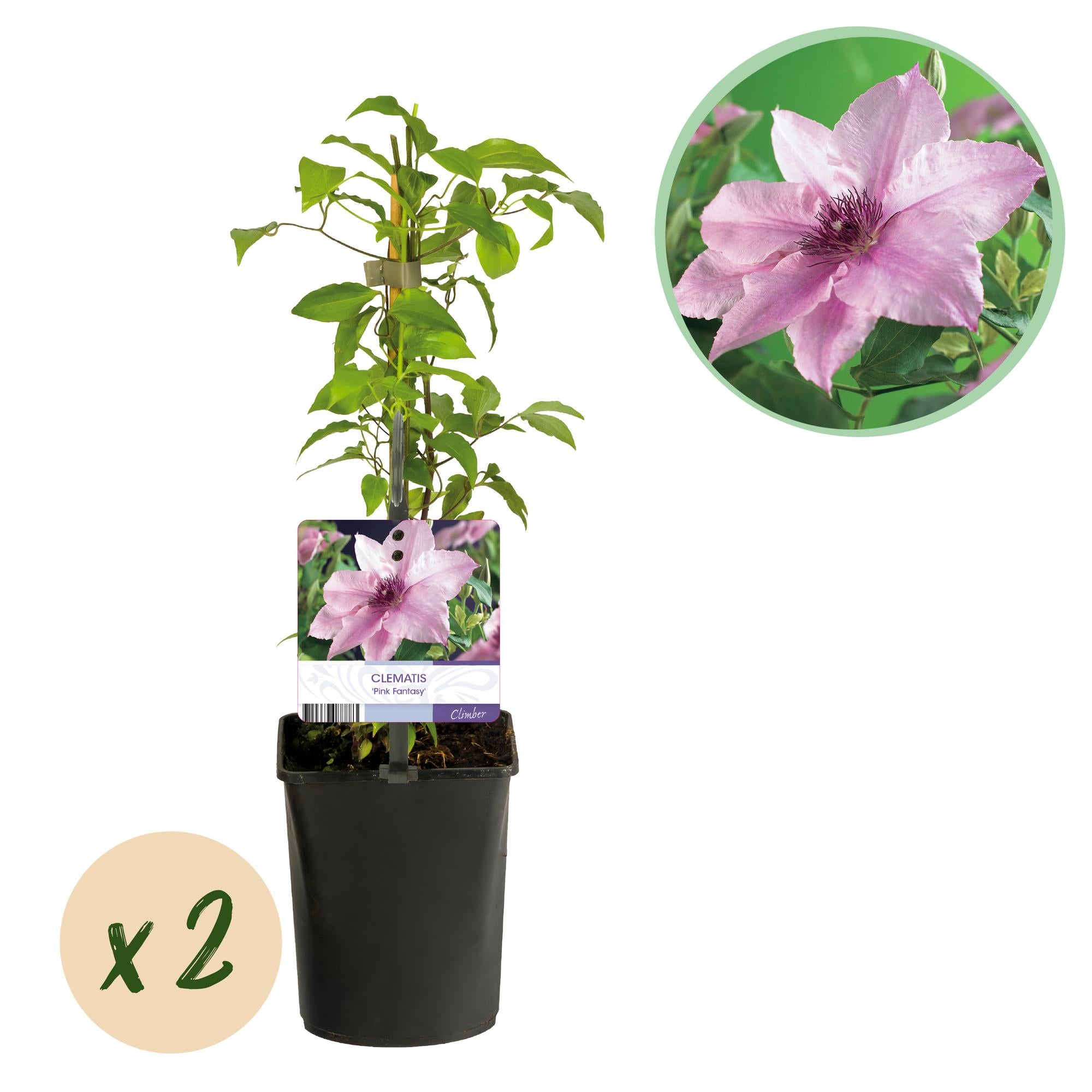 Clematis Pink Fantasy - Bloem Roze - Weinig onderhoud -2 planten -  Pot 11cm Hoogte 40cm