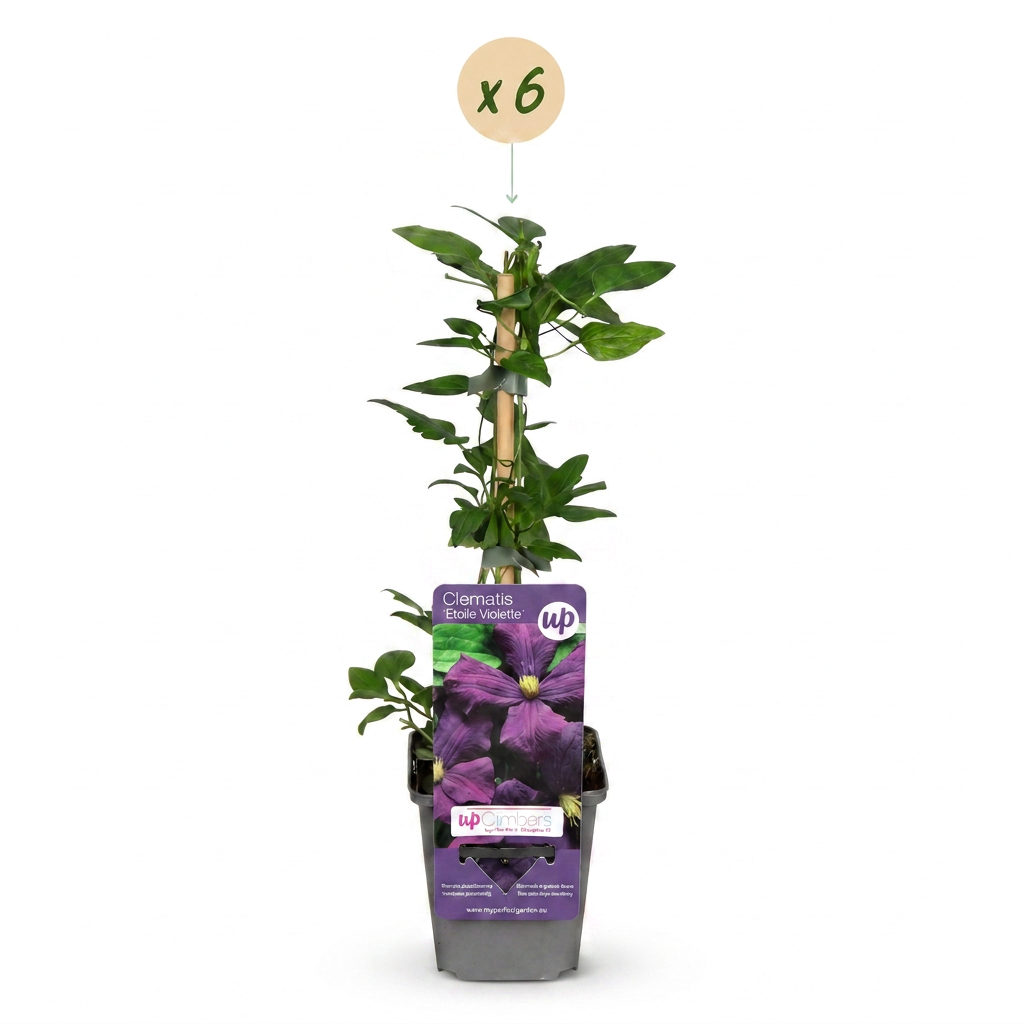 Clematis Etoile Viol - Bosrank 6x - Paars - Klimplant - Ø9cm - ↕35cm