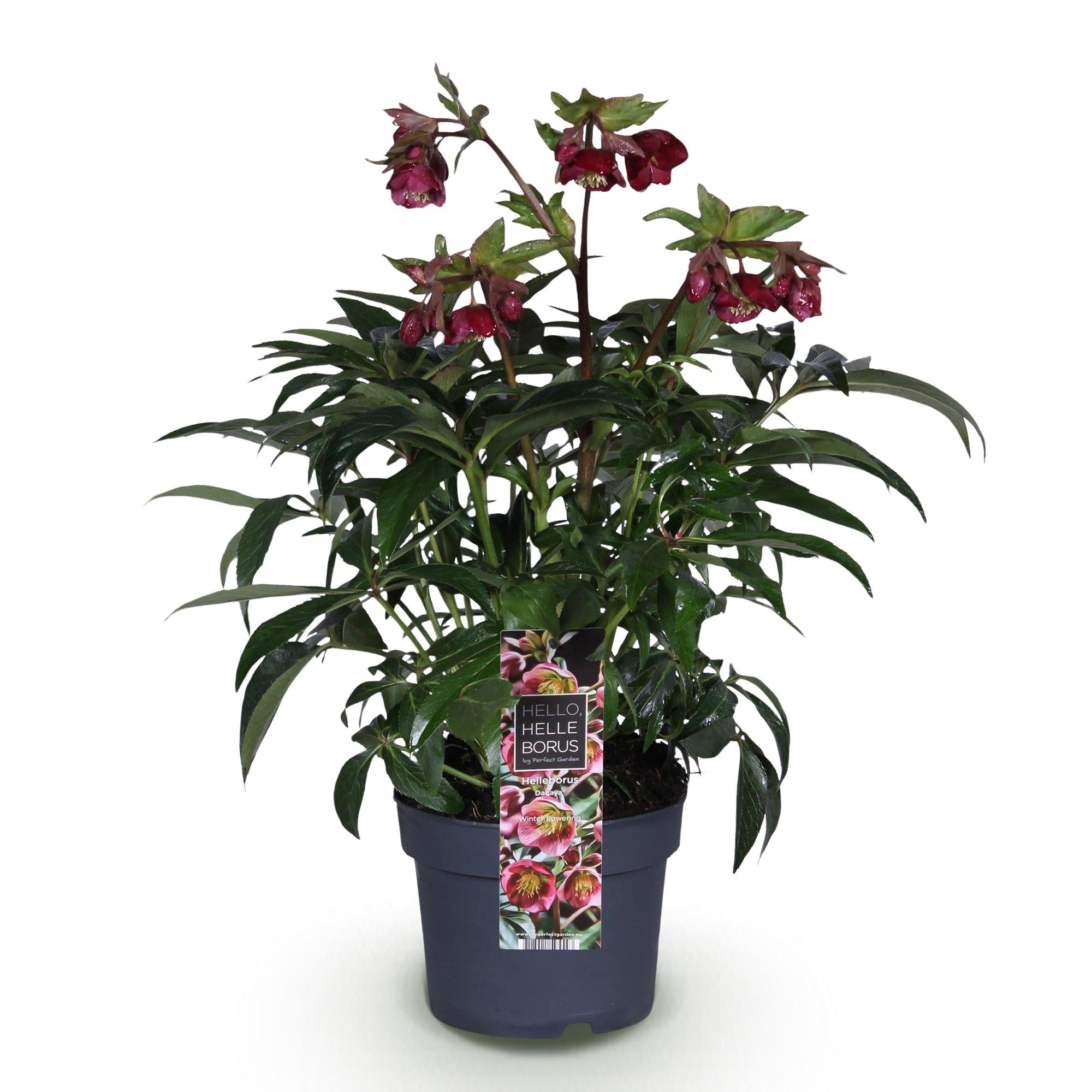 Lenten Rose - Helleborus Dacaya - Roze Bloem - Groenblijvend - Pot 19cm Hoogte 50cm