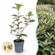 Eleagnus ebbingei Compacta - Olijfwilg 40x - Haagplanten - Groenblijvend - Grijs - Pot 9cm - Hoogte 25-35cm