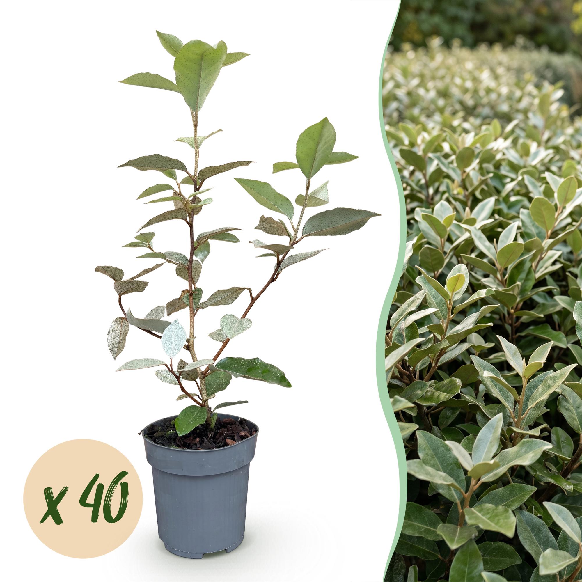 Eleagnus ebbingei Compacta - Olijfwilg 40x - Haagplanten - Groenblijvend - Grijs - Pot 9cm - Hoogte 25-35cm