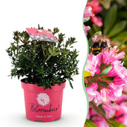 Dwerg Rhododendron - Rhododendron Bloombux Magenta - Bloeiende Buxus - Weinig Onderhoud - Roze Bloem - 1 Plant - Pot 17cm - Hoogte 30-40cm