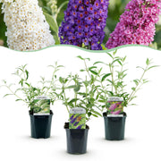 Buddleja davidii Tricolour - Vlinderstruik - Winterhard - Blauw - Roze - Wit - 3 Planten - Pot 17cm - Hoogte 45cm