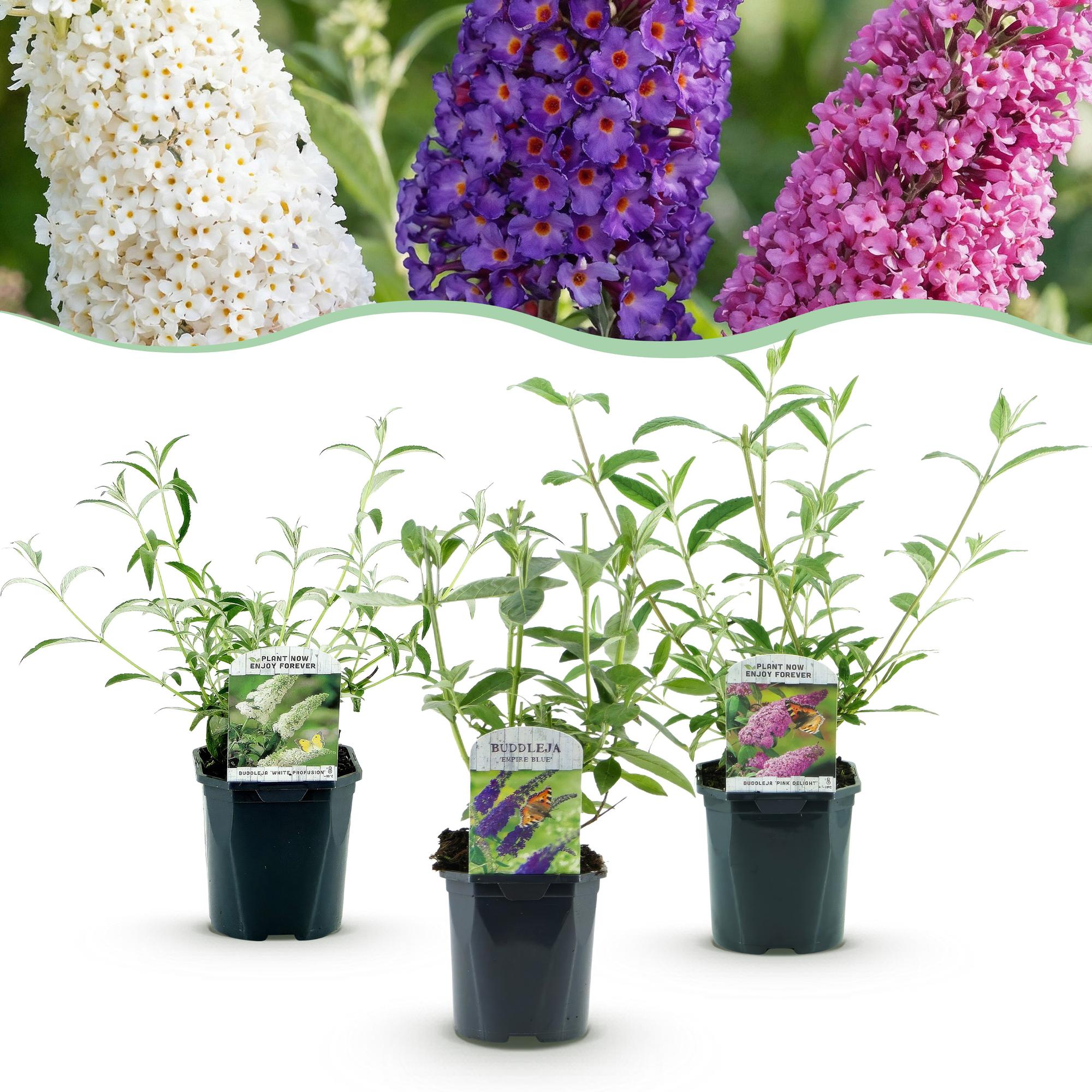 Buddleja davidii Tricolour - Vlinderstruik - Winterhard - Blauw - Roze - Wit - 3 Planten - Pot 17cm - Hoogte 45cm