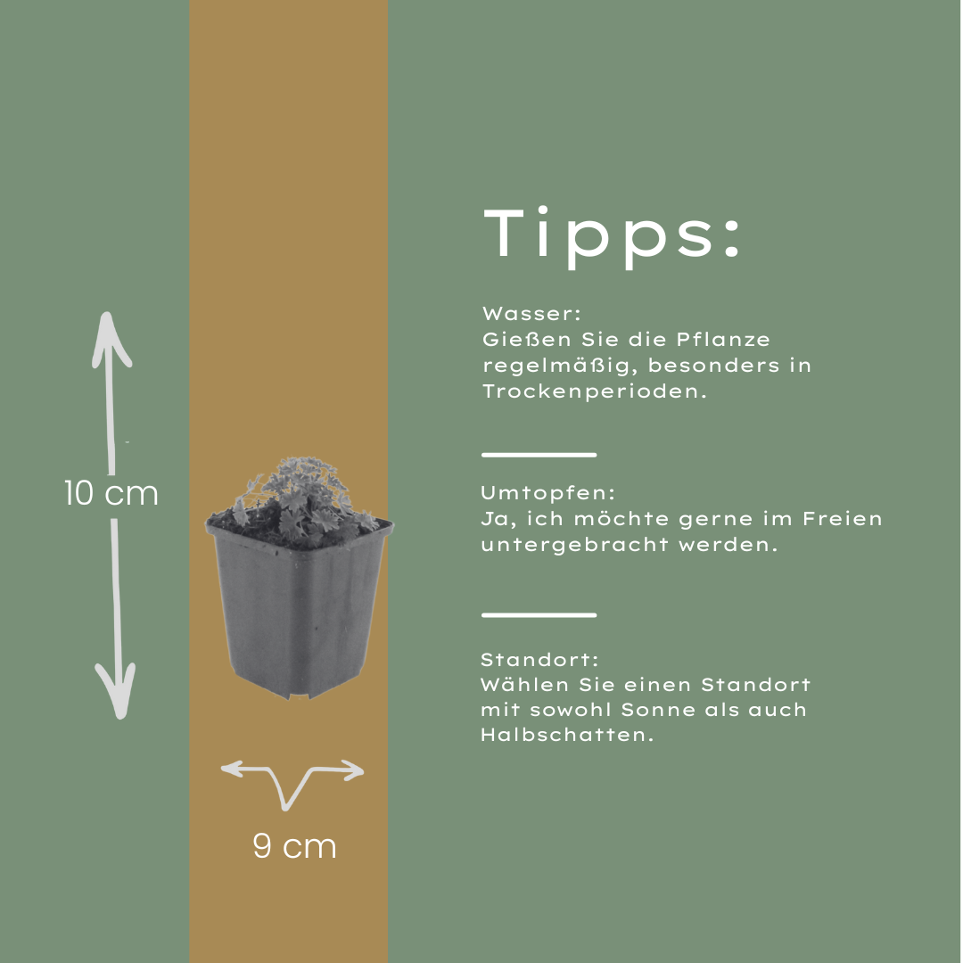 12x Geranium cin. 'Ballerina' - ↕10-25cm - Ø9cm
