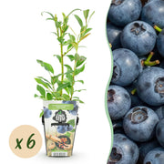 Blauwe Bes - Vaccinium corymbossum Northland - Winterhard - 6 Planten - Pot 9 cm - Blauwe Bes