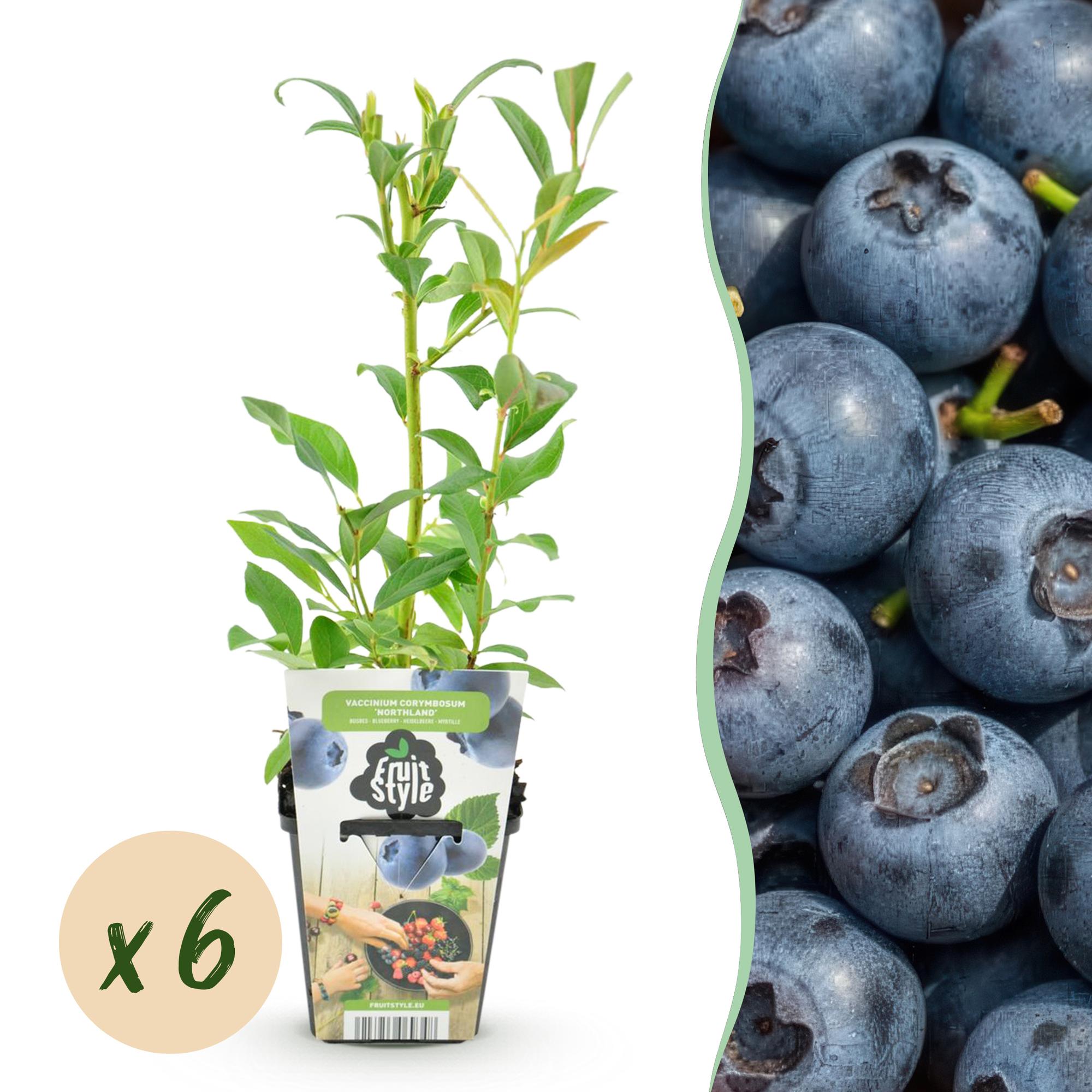 Blauwe Bes - Vaccinium corymbossum Northland - Winterhard - 6 Planten - Pot 9 cm - Blauwe Bes