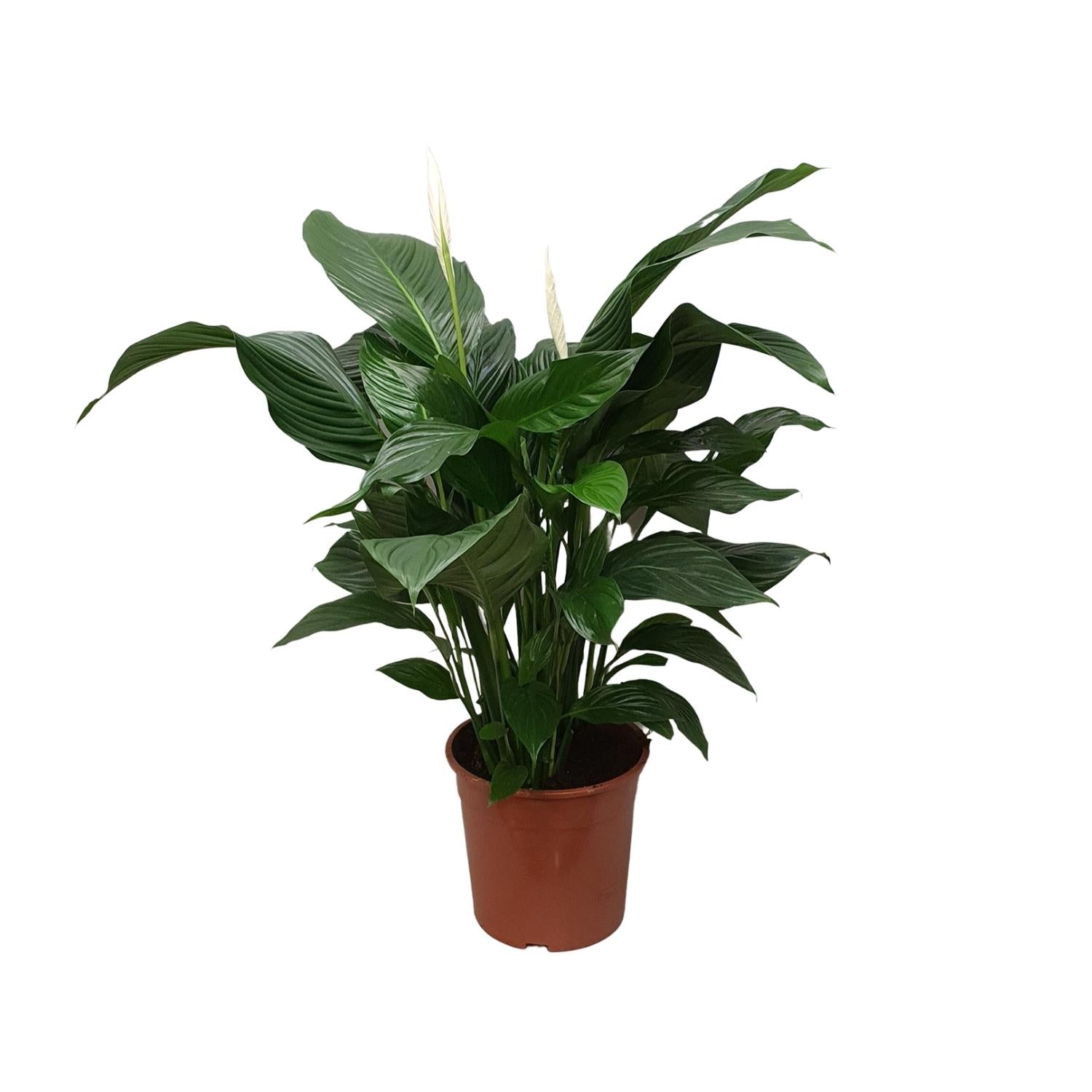 Spathiphyllum Dulce Silvana - Ø24cm - ↕80cm