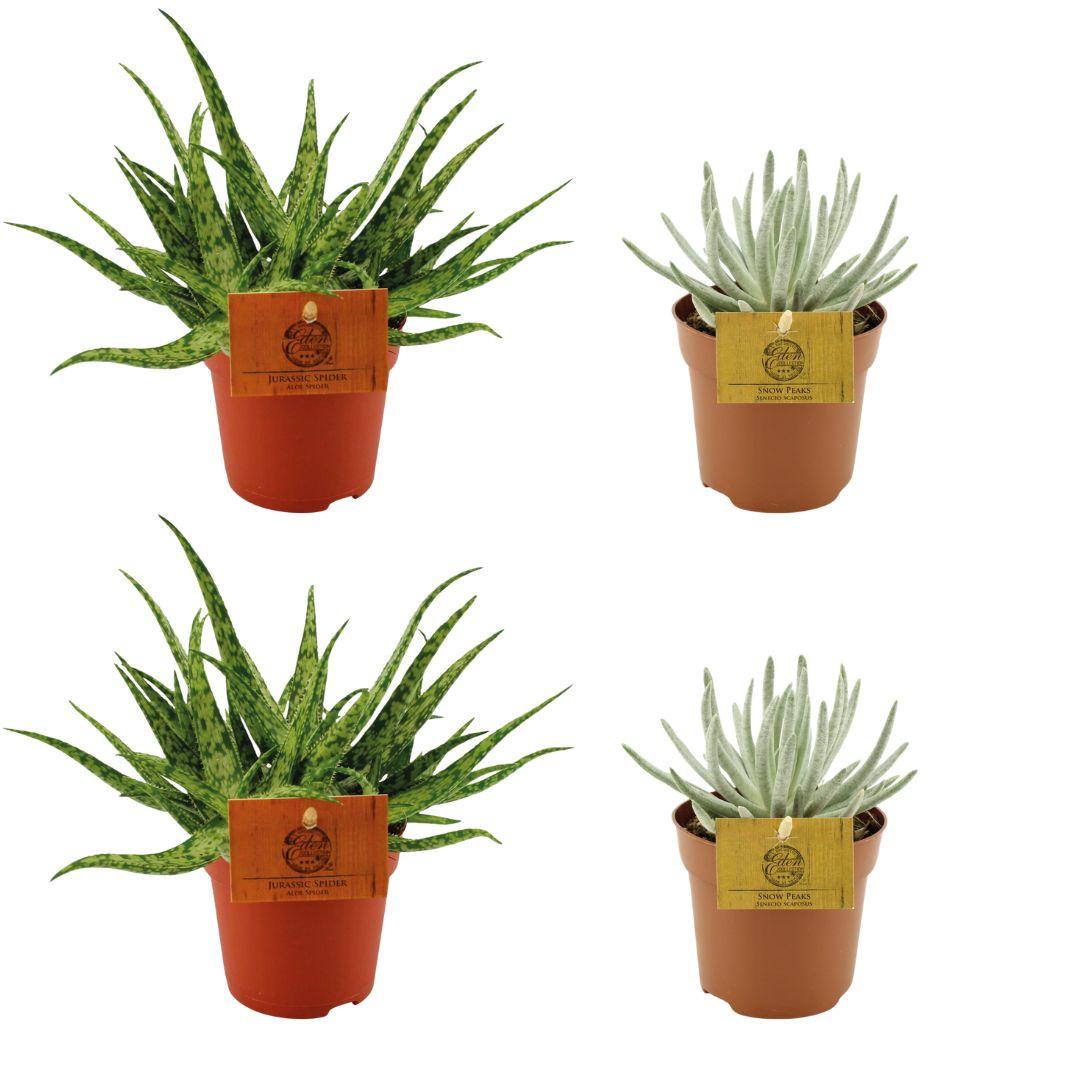 2x Aloe Spider + 2x Senecio Scaposus - 4 pièces - Ø10,5 cm - ↕10 cm